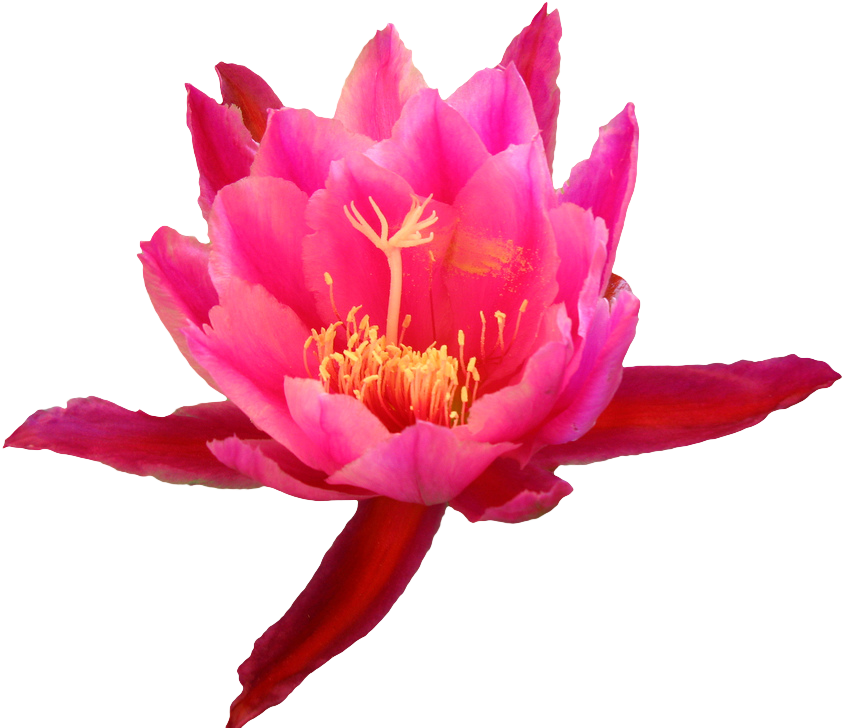 Flower From An Epiphyllum Cactus - Cactus Flower Transparent (869x732)