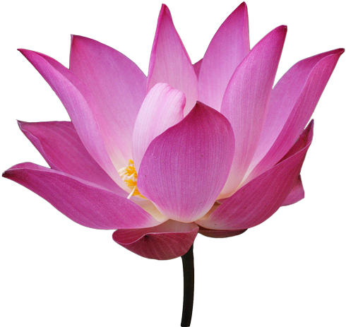 Lotus Flower With Steam - Lotus Flower Png Transparent (500x468)