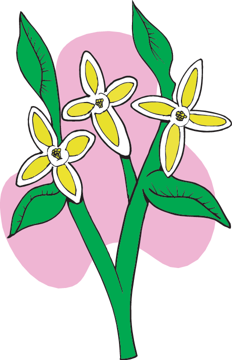 Plants On The Trail With Lewis And Clark - Lewis And Clark Plant Finds (464x720)