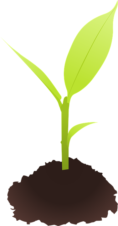 Soil Clipart Flower Growth - Seedling Clipart (377x720)