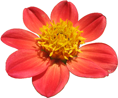 Google Image Result For Http - Flowers With A Transparent Backround (500x416)
