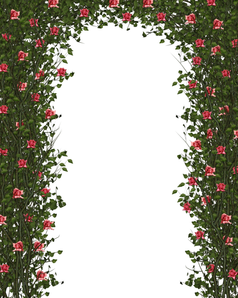 Rose Bush Clipart Rose Vines - Rose Bush Clipart Rose Vines (798x1002)