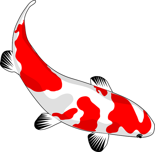Fish, Koi, Red, White, Nishikigoi, Common Carp, Carp - Koi Fish Clipart (640x631)