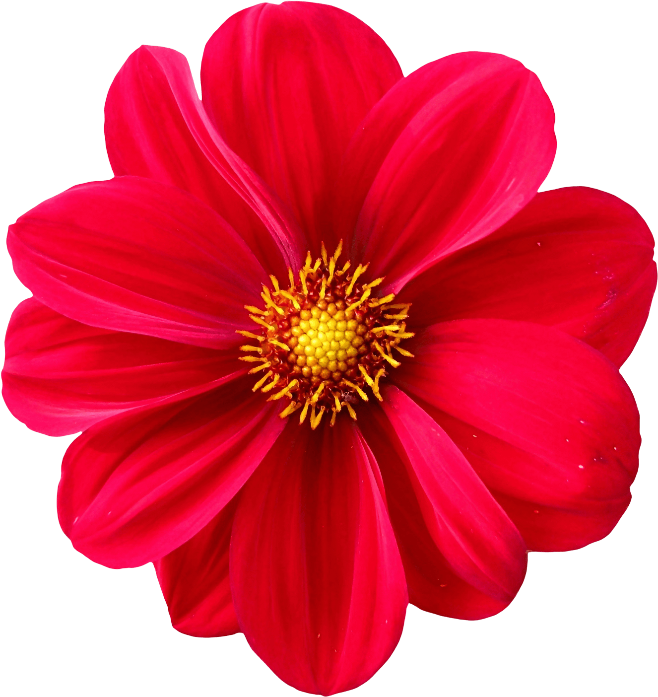 Dahlia Flower Png Transparent Image - Birthday Card For Best Friend Messages (1644x1562)