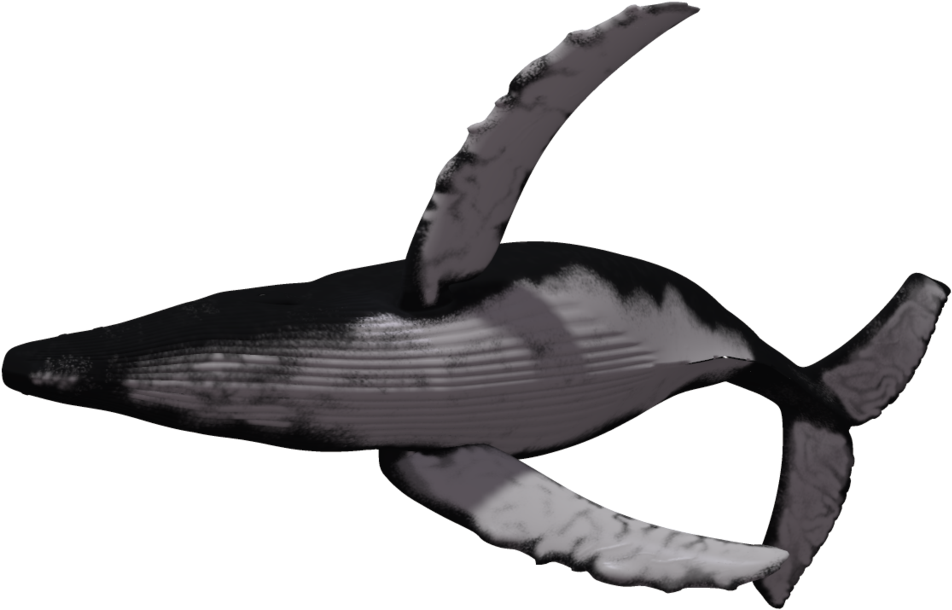 Download Whale Fish Png Transparent Images Transparent - Humpback Whale White Background (1024x639)