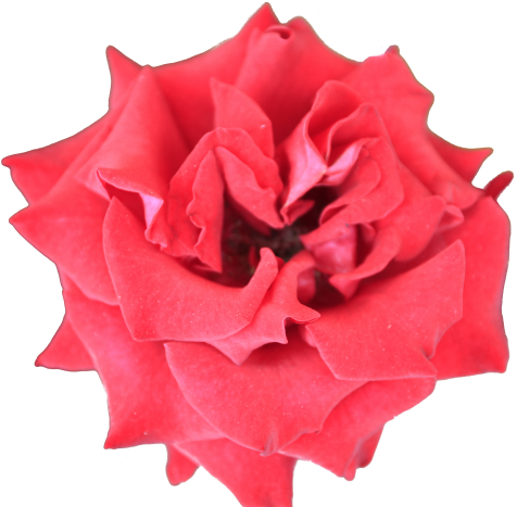 Red Beautiful Rose Flower Bright Color Plant With Alpha - Small Flower Transparent Background (512x466)