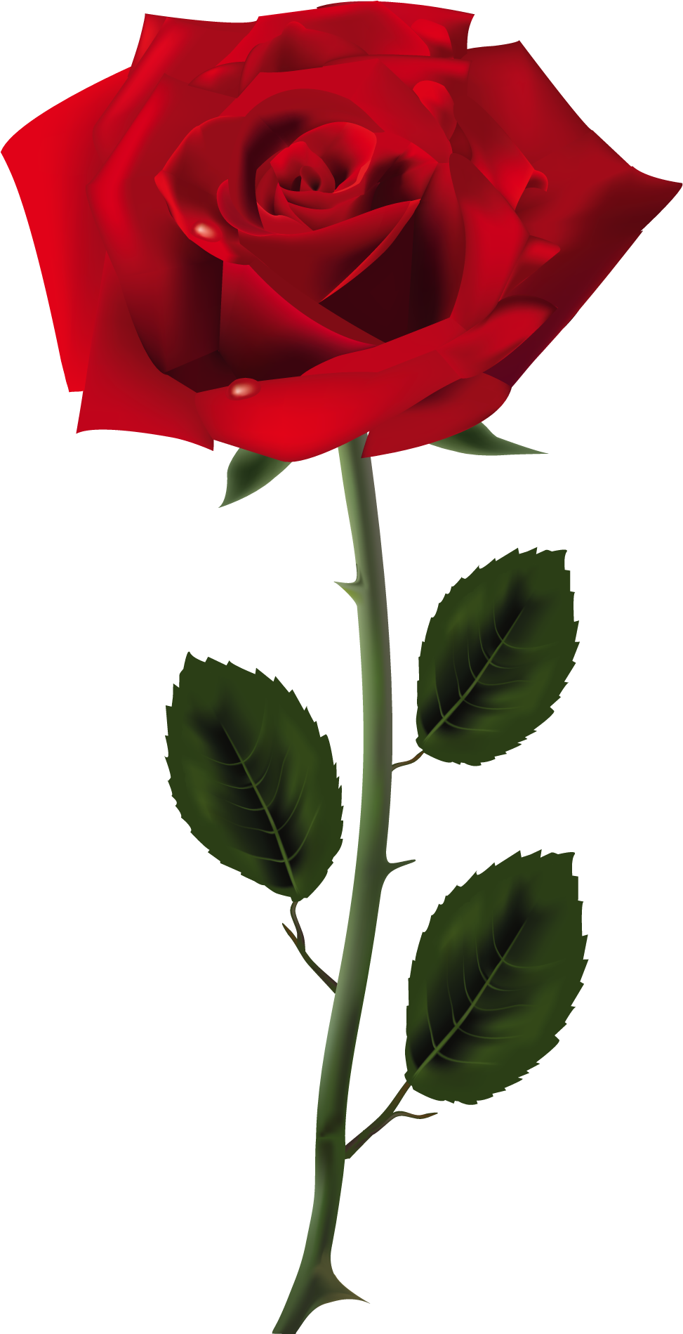 Red Rose Clipart Png Tumblr - Rose Png (1026x1943)