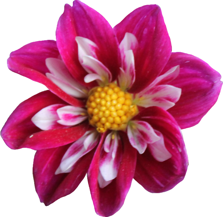Dahlia Png Clipart - Flower On Invisible Background (900x878)