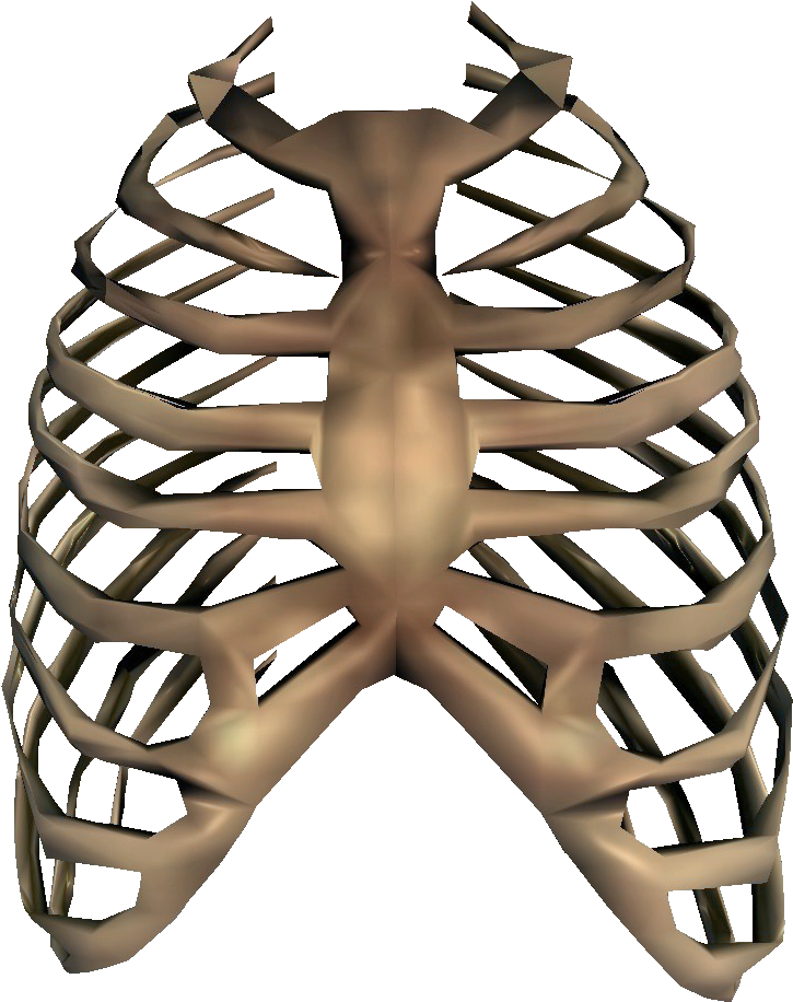 Rib - Skeleton Rib Cage Png (803x950)