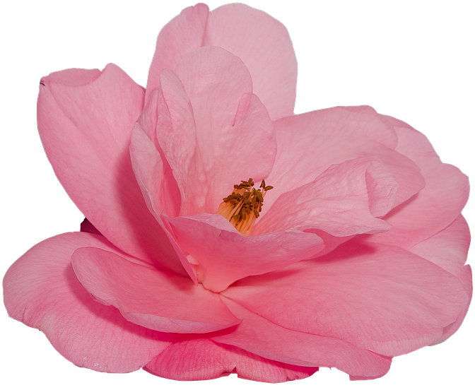 Flower, Camelia, Rosa, Nature, Transparent Background - Flor Png Fondo Transparente (853x720)