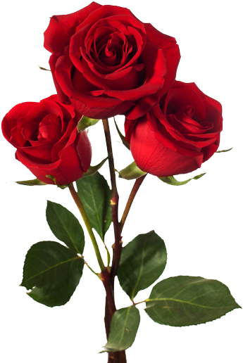 Sinister Bouquet: Awakening: The Sinister Series Book (486x520)