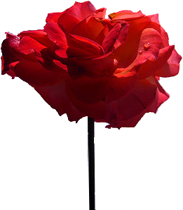 Out Of These Two Flowers I Have Chosen The White One - Rose (500x375)