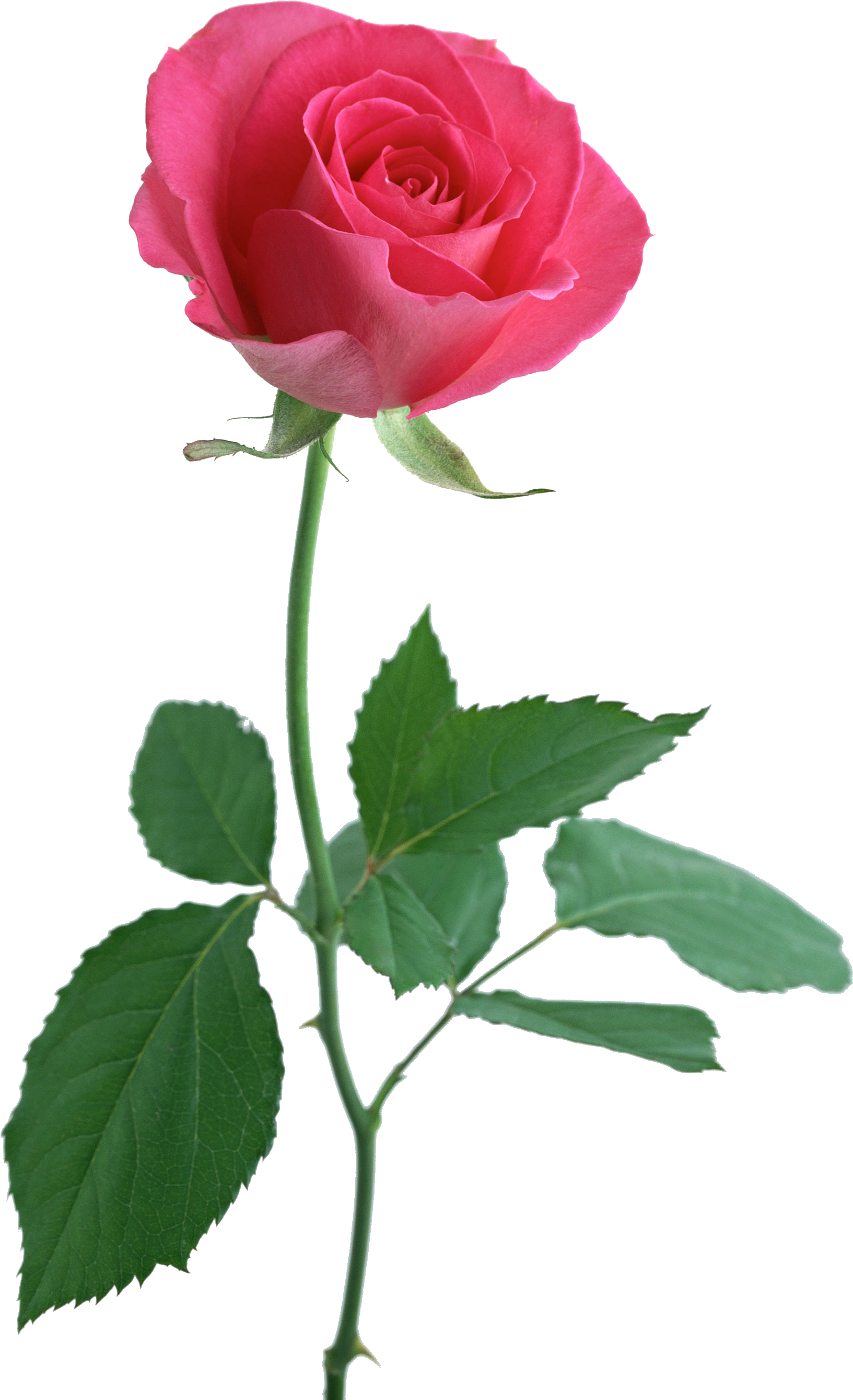 Pink Rose With Stem (2094x2950)
