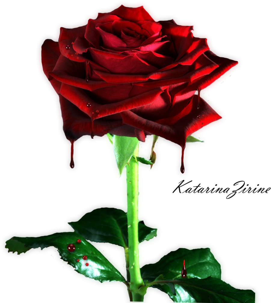 Bleeding Rose Png By Vladnoxart Bleeding Rose Png By - Rose (1024x1024)