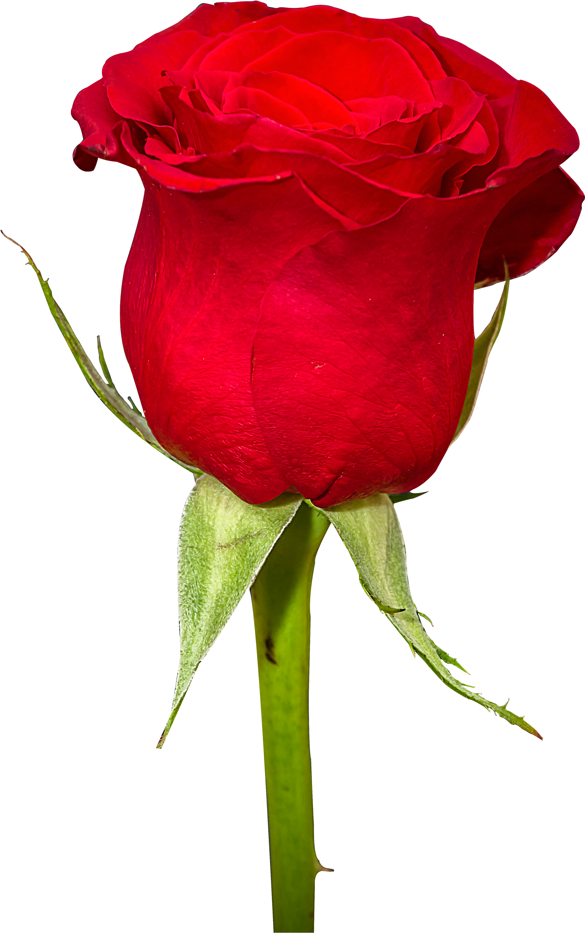 Rose Flower Png Image - Rose Flower Png Image (2500x3422)