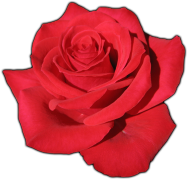 Click Here To See Rose Album - Rosa Red (500x400)