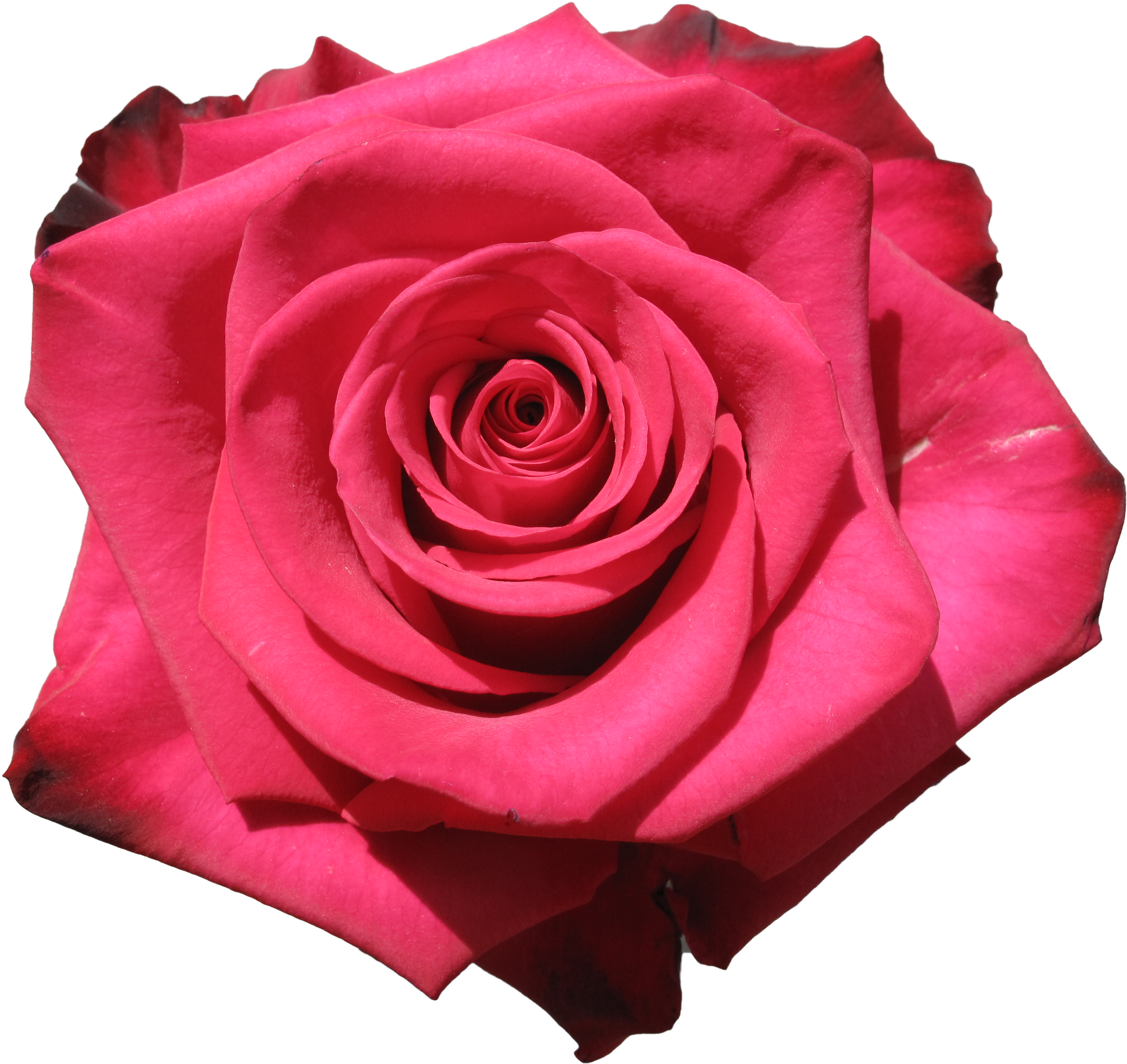 Garden Roses Cabbage Rose Floribunda Cut Flowers Petal - Garden Roses (3669x2752)