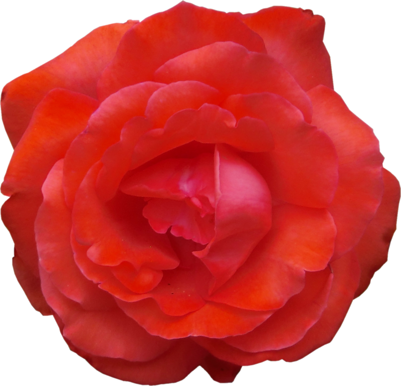 Garden Roses Cabbage Rose China Rose Floribunda Japanese - Garden Roses (800x769)
