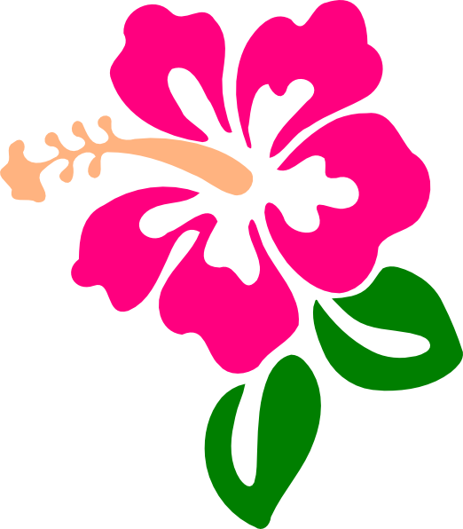 Gumamela Clipart - Clipground - Hibiscus Clip Art (522x596)