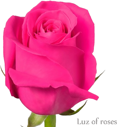 Rosa Pink Floyd - Розы Pink Floyd Саженец (460x417)