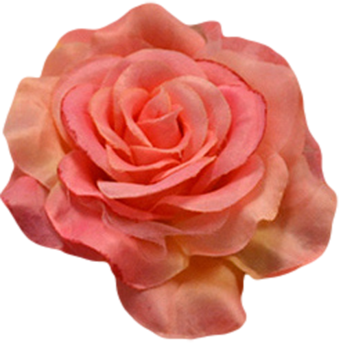 Flower Centifolia Roses Petal Garden Roses Orange - Garden Roses (500x500)