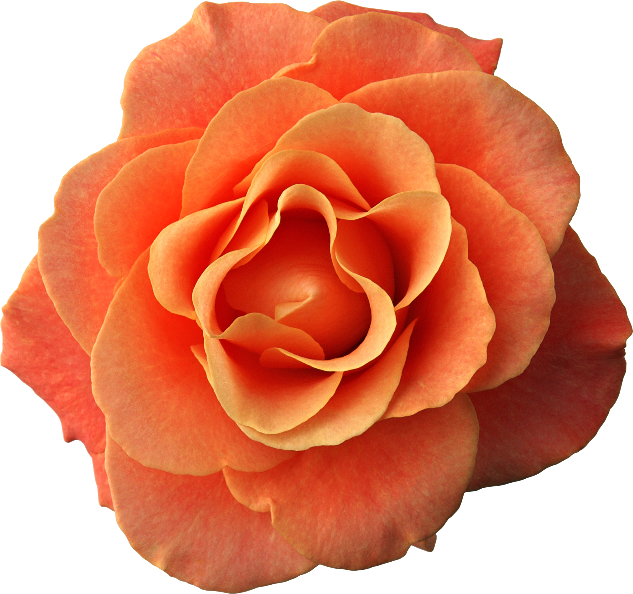 Flower Rose Seed Pink - Kipas Mini Untuk Bayi (2034x1911)