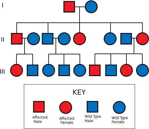 2c The Probability Of Traits Being Expressed Can Be - Tell If A Pedigree Is Dominant Or Recessive (600x600)