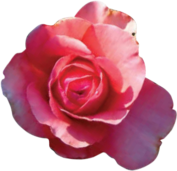 12 Selección Trepadores Iii - Pimpollo De Rosa Png (371x345)