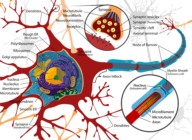 Neuron Red, Science, Diagram, Cell, Illustration, Neuron - Organelles In A Brain Cell (640x466)