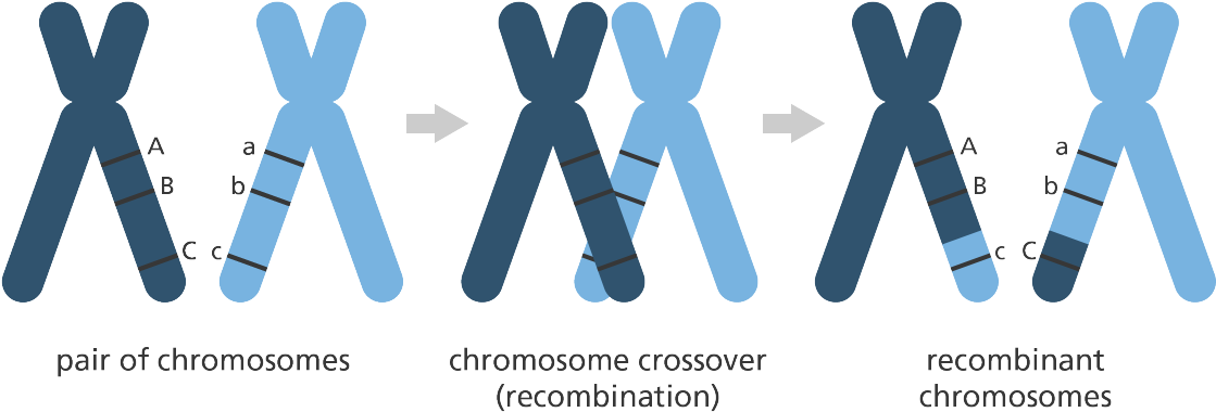 Gene Mapping (1200x460)
