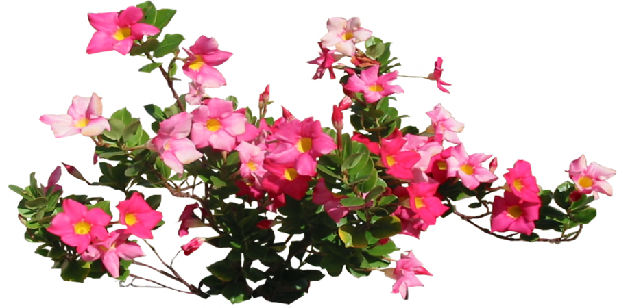 Pink Allamandra By Lilipilyspirit - ورد فوشي Png (900x450)