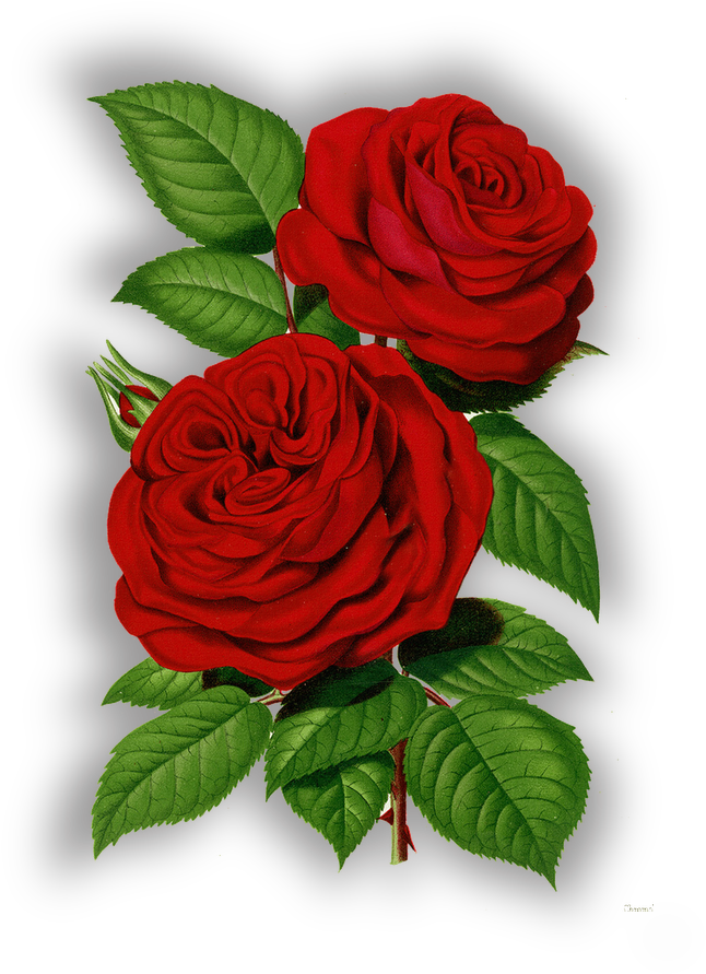 Sublimacion - Victorian Rose Art (798x1020)
