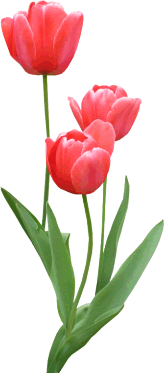 You Might Also Like - Flores Vermelha Em Png (398x778)