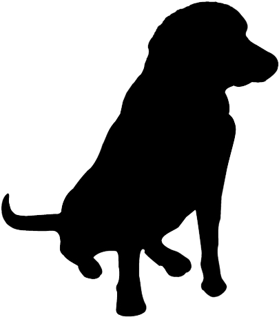 Scooter Is A Pure Bred Black Labrador Retriever From - Black Dog And Leventhal (480x500)