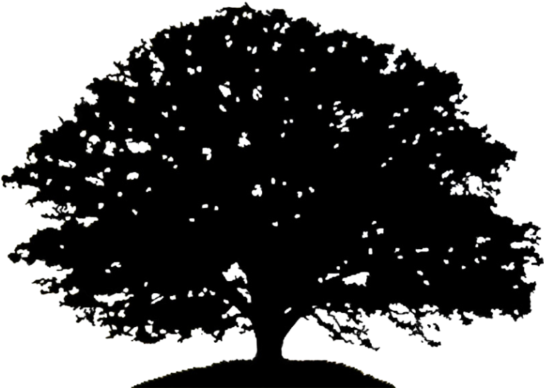 Pin Oak Tree Clipart Black And White - Oak Tree Silhouette Drawing (800x623)