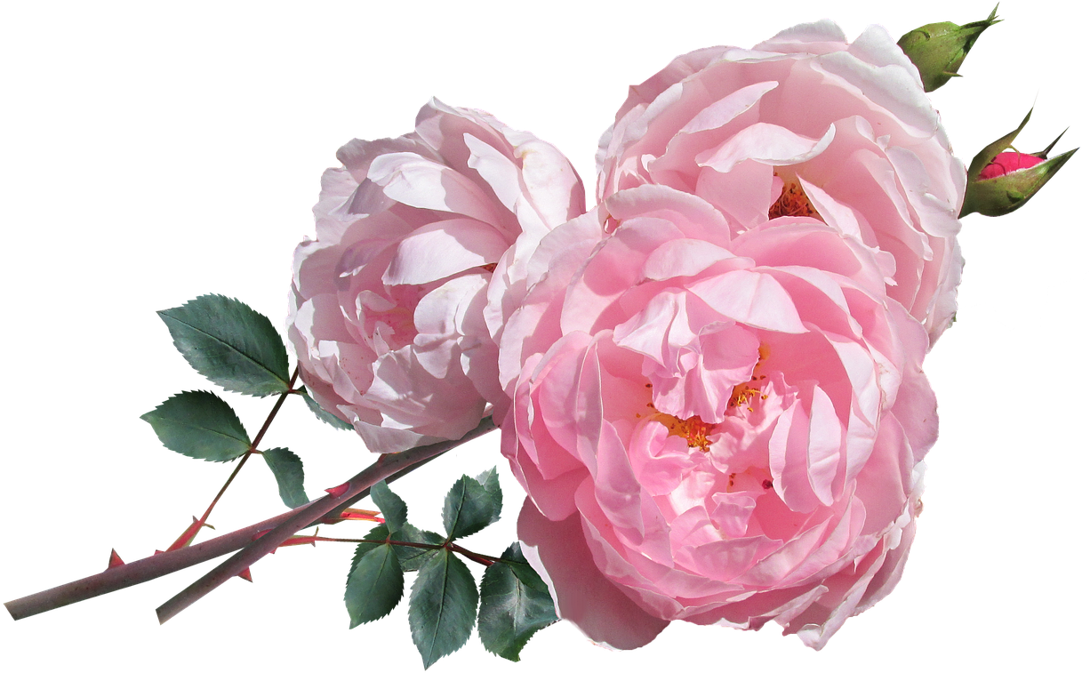 Not Just Any Rose, Though, But “classic Blush Pink - David Auston Roses Png (1280x815)