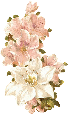 Bertha Maguire Pink Flowers - Flower Scrap (282x515)