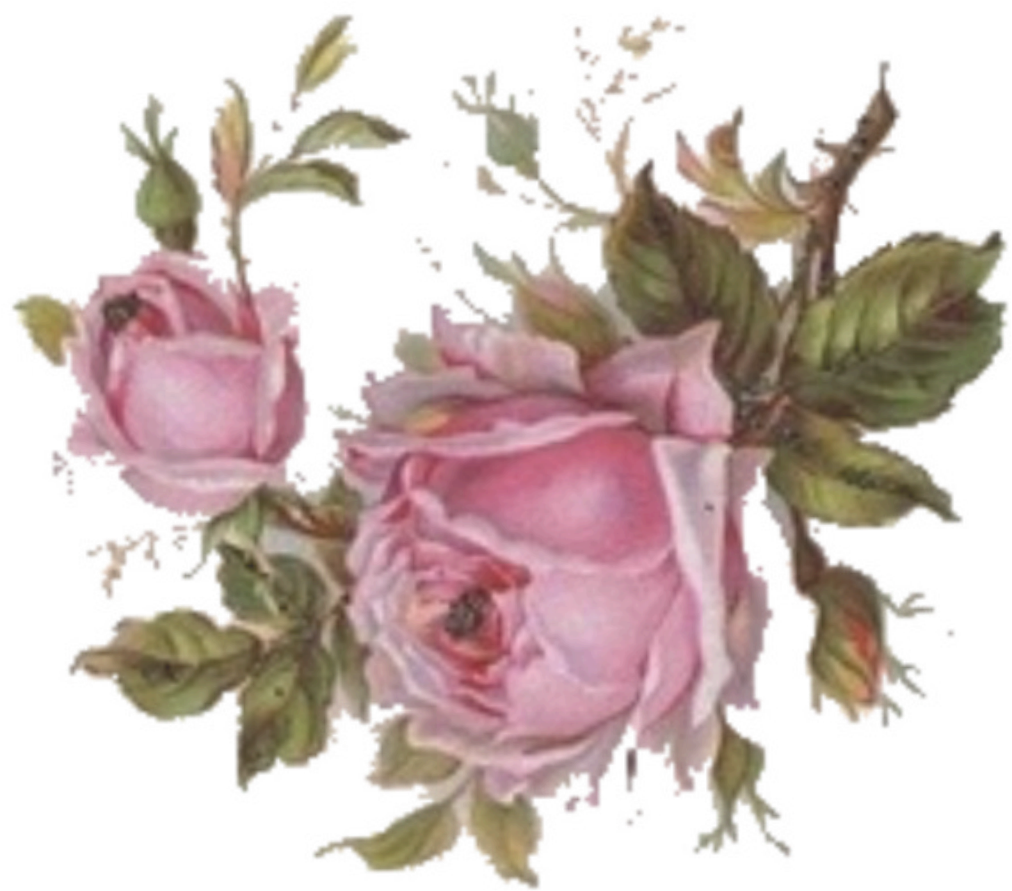 Click On Image To Enlarge, Then Right Click And Save - East Urban Home 'vintage Rose' Print On Metal, Pink (1500x1500)