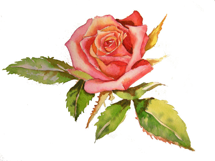 Luxury Rose Cream - Paint A Rose In Watercolor (750x563)