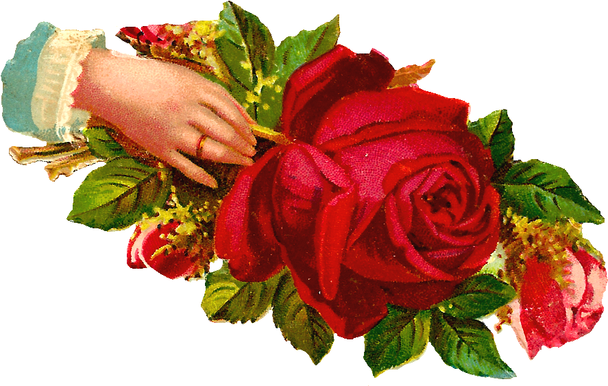 This Digital Scrap Features A Gorgeous Red Rose And - Garden Roses (1060x733)