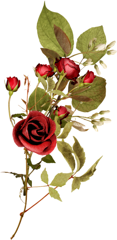 Flower Garden Roses Clip Art - Спасибо Большое Моя Дорогая (431x800)