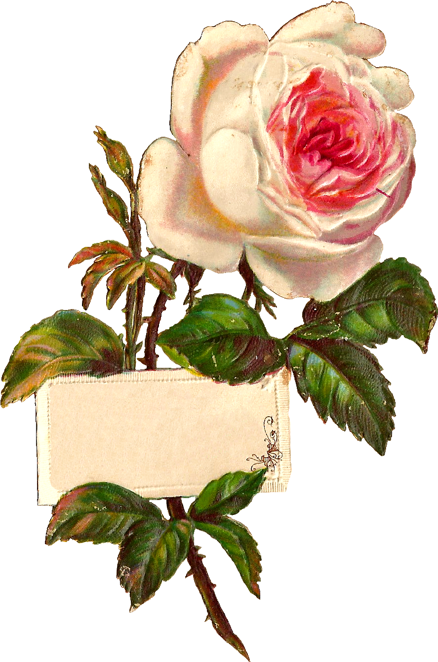 Stock Rose Label Image - Illustrator Flower Png (1043x1474)