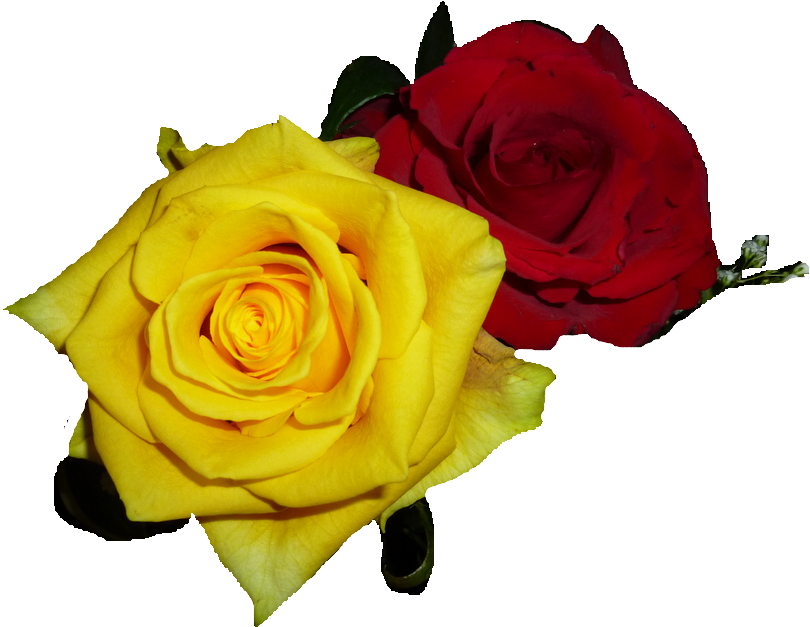 No - 2 Roses Llc (834x684)