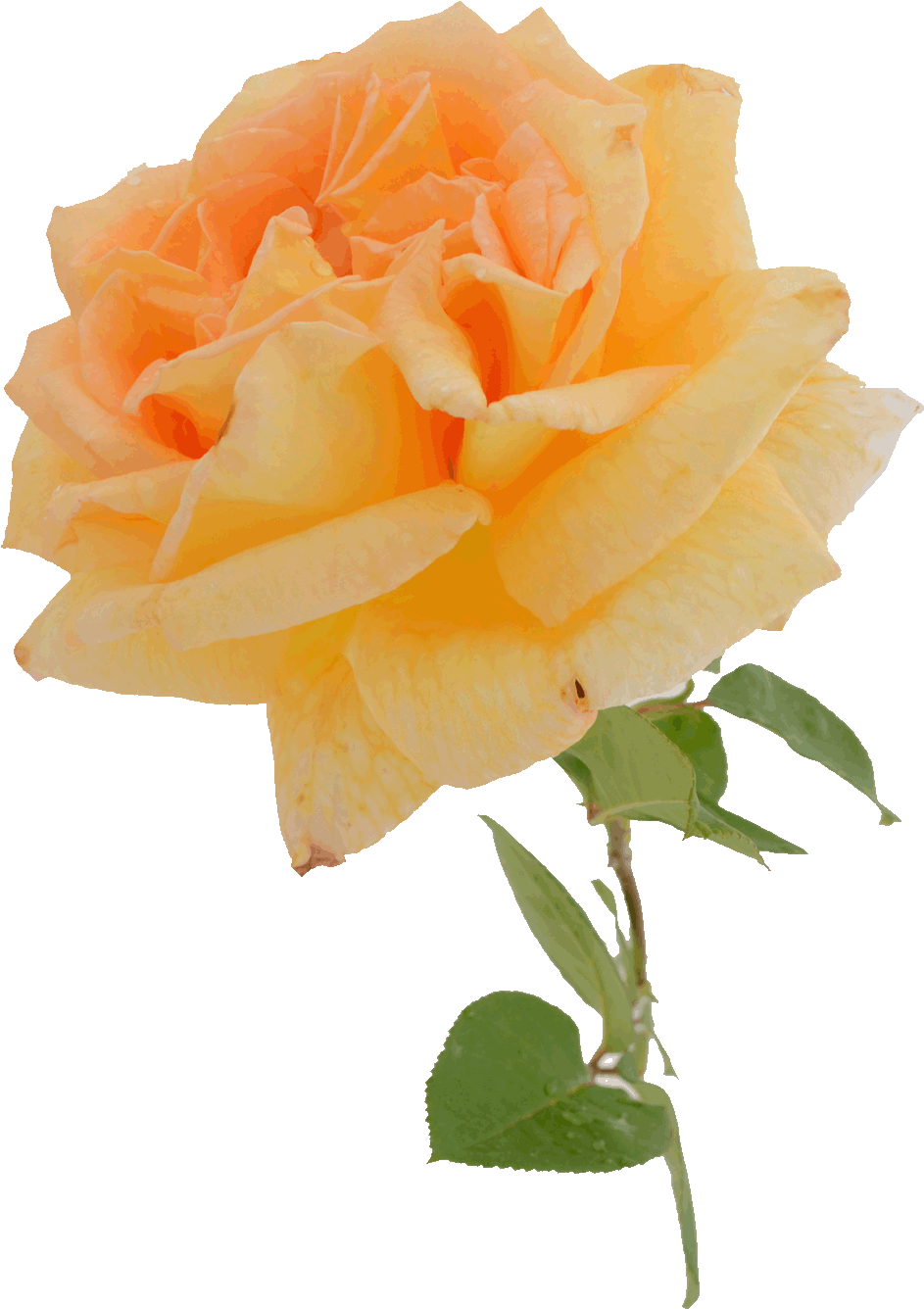 Sas Jubilee Golden Rose - Floribunda (1181x1601)