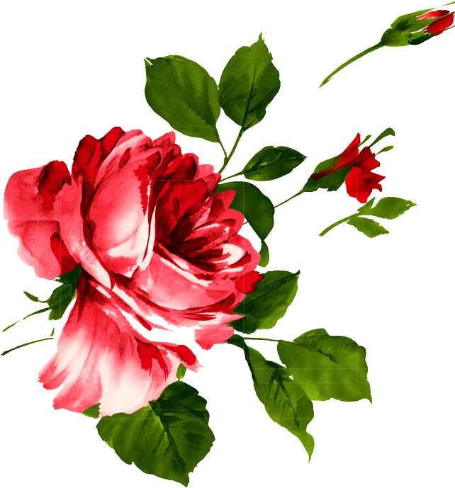 Watercolor Painting Beach Rose Download - Pivoine Flower Waterproof Temporary Tattoo One Size (725x1024)
