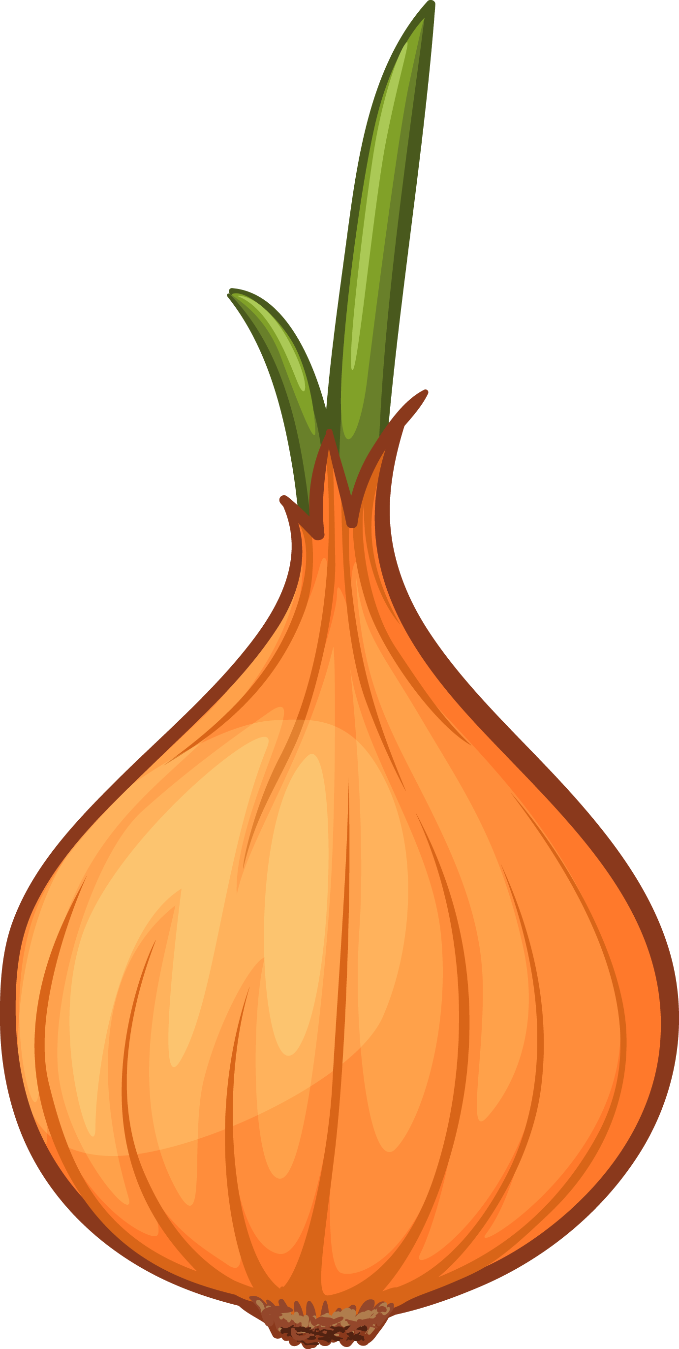 Calabaza Onion Cartoon Clip Art - Onion (1380x2740)