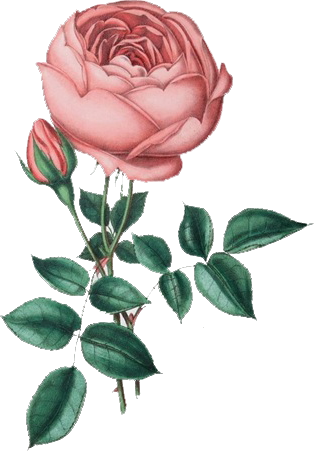 Flores Vintage Png - Patrones De Punto De Cruz (314x451)