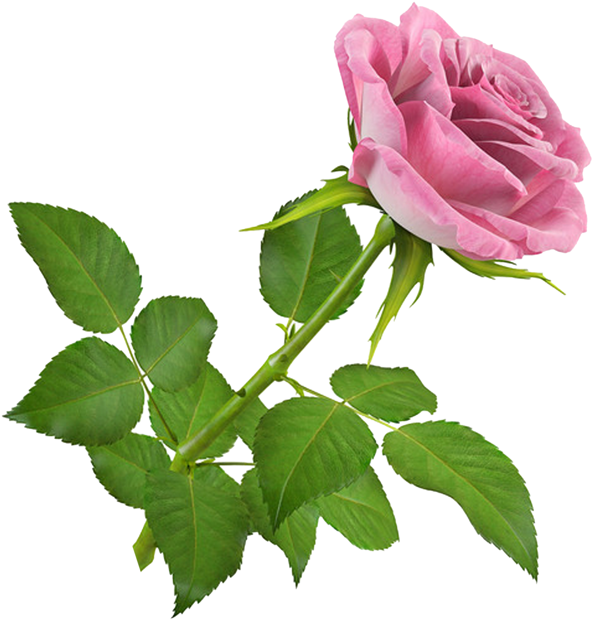 De Nuria D • Publicado En Flores Png, Gifs De Flores - Rosa Png 3d (1600x1600)