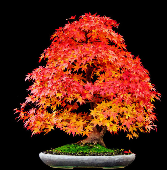 Historial - Ts&ap-inter-i-botany-t.m-test -paper-2017 (1400x570)