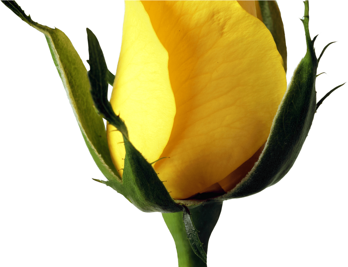 Yellow Rose Png Image Purepng Free Transparent Cc0 - Yellow Rose Png (1368x855)